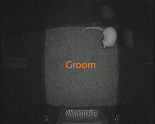 rat behavior recognition groom