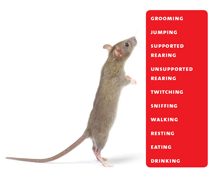 Rat Behavior Recognition
