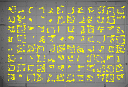 zebrafish larvae multiple arenas