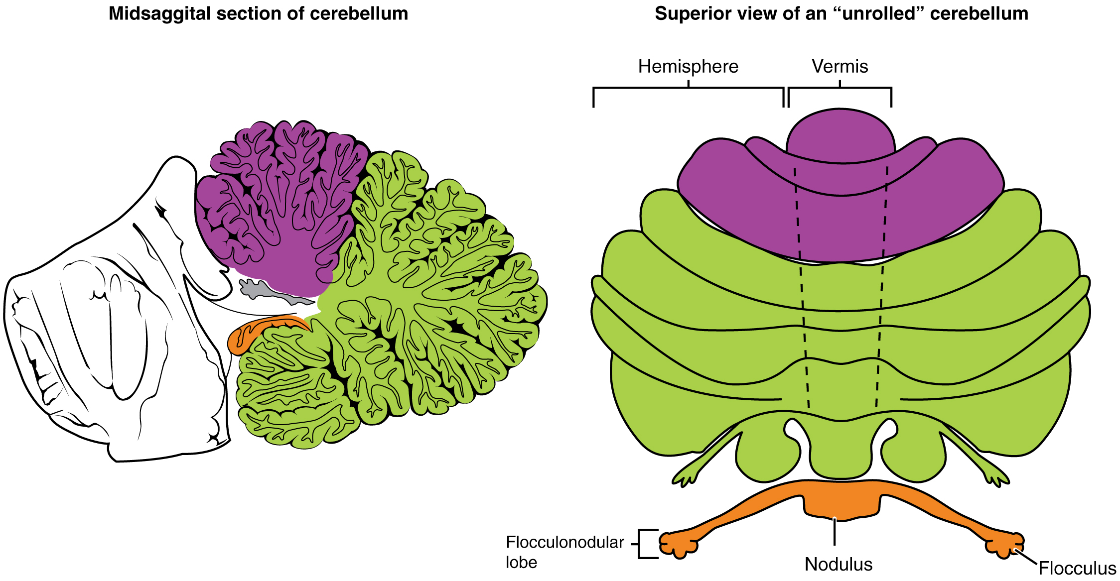 Cerebellum