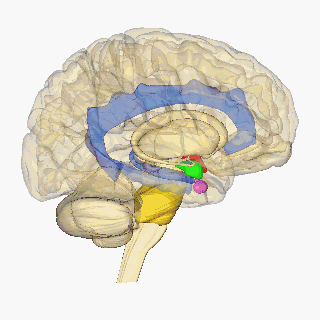 hippocampus amygdala human brain