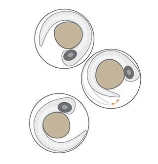 Danioscope activity illustration