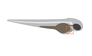 Danioscope cardiology illustration