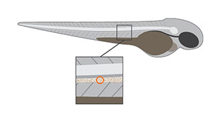 Danioscope flow illustration