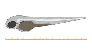 Danioscope morphology illustration