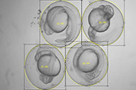 Embryo activity