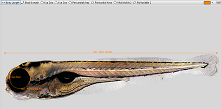 DanioScope morphological measurements