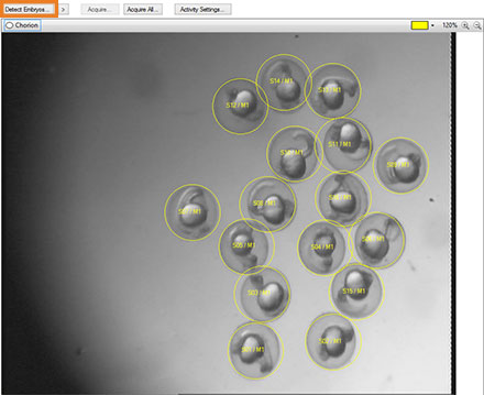 DanioScope multiple embryos