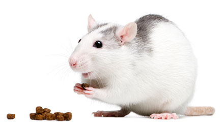 magnetogenetics eating rat