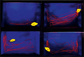 ethovision video tracking multiple aquaria fish