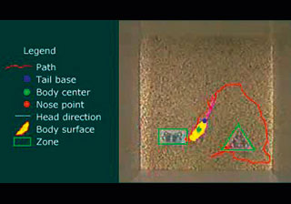 ethovision xt video tracking novel object recognition