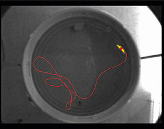 ethovision xt video tracking water maze