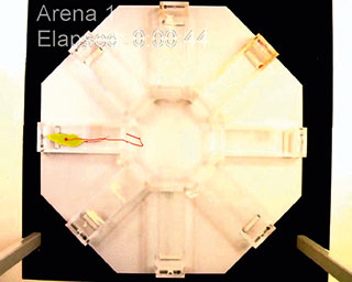 ethovision xt tracking radial arm maze