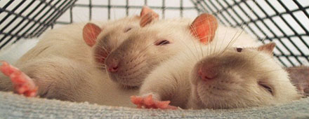social interaction mice rats
