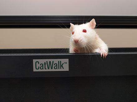 catwalk xt gait analysis