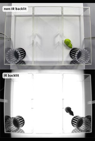 tracking in a sociability cage