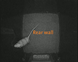 rat behavior recognition rear wall