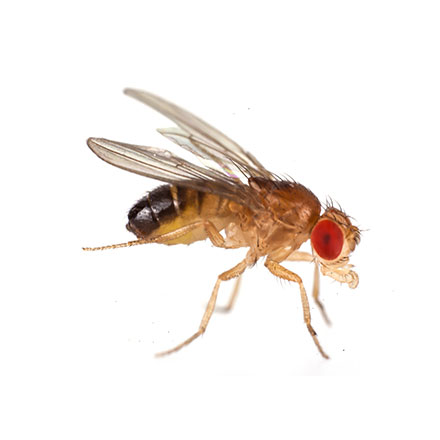 Drosophila