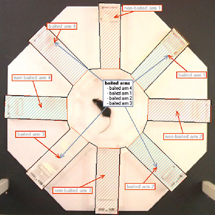 radial arm maze ethovision xt areas of interest