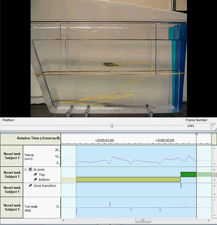 ethovision xt bottom dwelling novel tank diving zebrafish