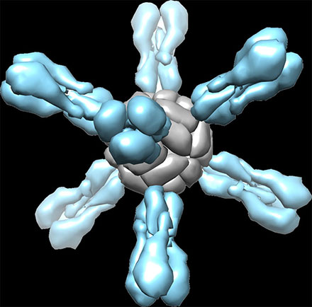 ferritin magnetogenetics