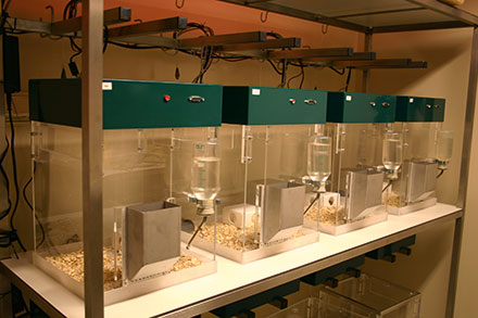 phenotyper home cage