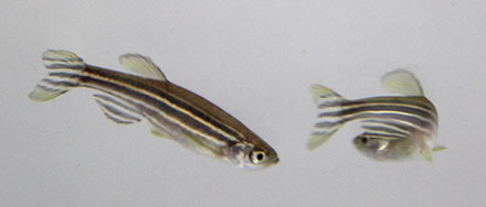 zebrafish video tracking research anxiety and stress behavior