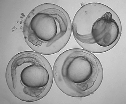 zebrafish embryo tail coiling convulsions