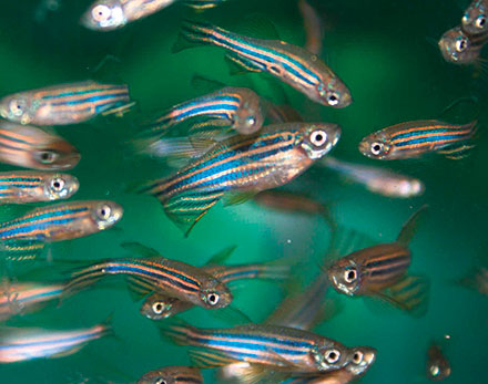 zebrafish